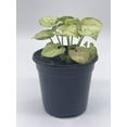 thumbnail image 5 of Syngonium, Cream, Podophyllum, 4 inch, Arrowhead Vine, philodendron, Goosefoot, nephthytis Evergreen, 5 of 9