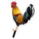 thumbnail image 1 of Estatua de pollo en estacas, decoración de jardín, acrílico decorativo, estaca de pollo Estilo B, 1 of 9