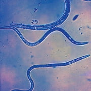 Sun Joe Live Flea Killing Nematodes, 7 M