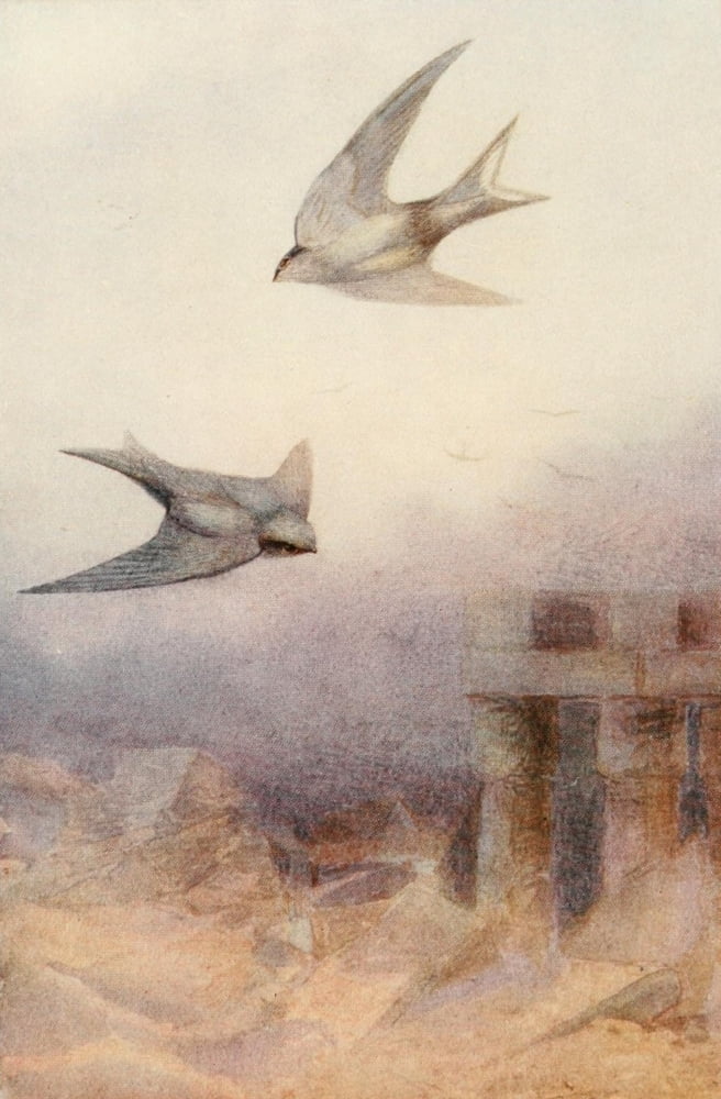 Egyptian Birds 1909