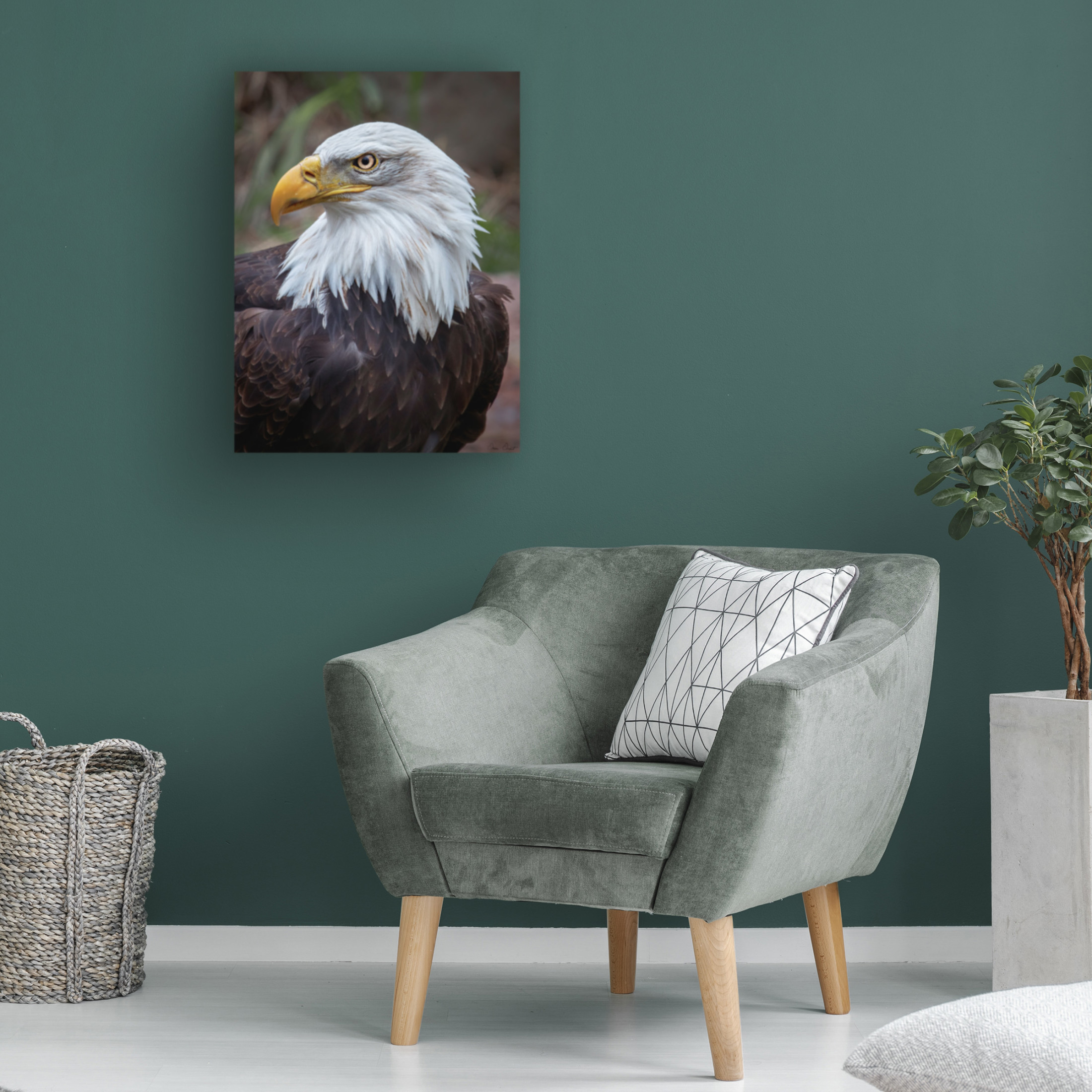 Trademark Fine Art David Drost  Adult Bald Eagle Canvas Wall Art