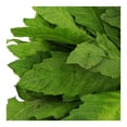 thumbnail image 2 of Epazote por pieza, 2 of 3