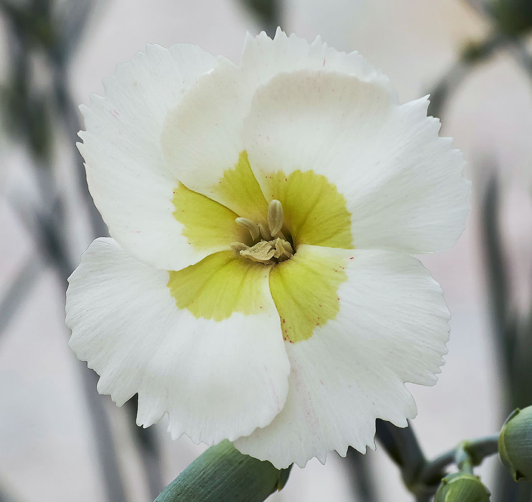 Key Lime Pie Dianthus Cottage Pinks Fragrant/Hardy Groundcover