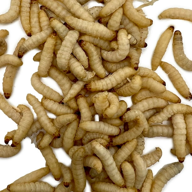 Speedy Worm Live Wax Worms 1000 Count (4 Cups) / Fishing Bait
