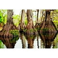thumbnail image 3 of Nawrocke, Bruce 18x13 Black Modern Framed Museum Art Print Titled - Tree Stumps, 3 of 5