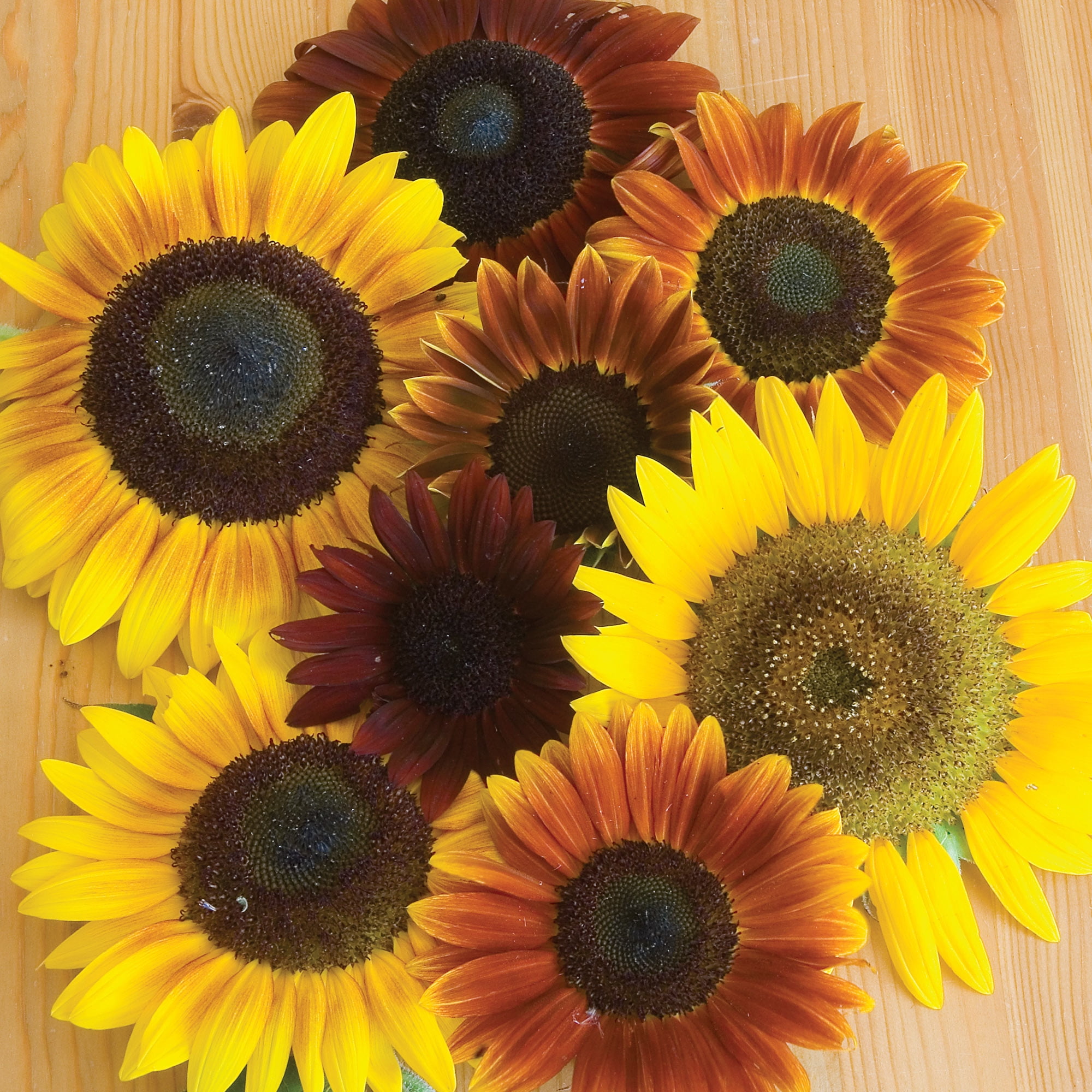 Burpee All Summer Sunflower Cutting Garden Starter Garden Flower Seed Collection, 1-Pack