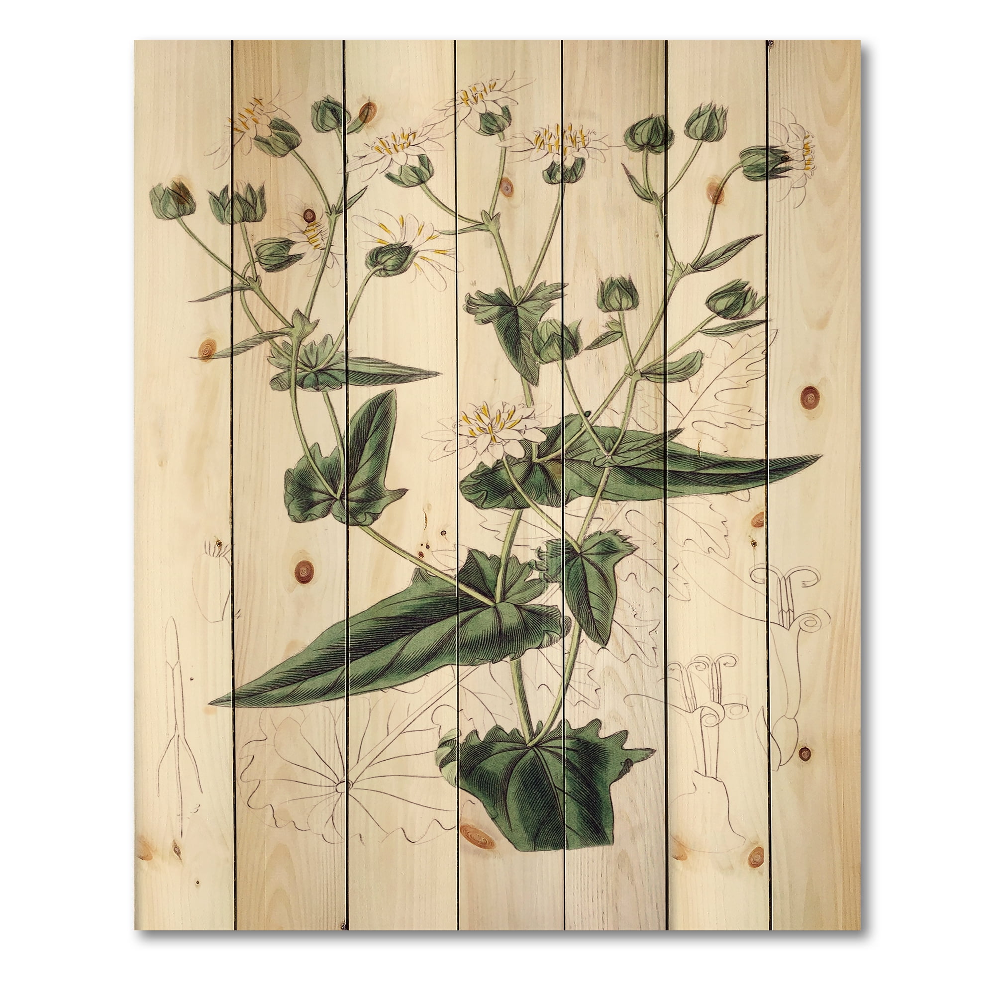 Designart 'Ancient Plant Life XXII' Traditional Print on Natural Pine Wood