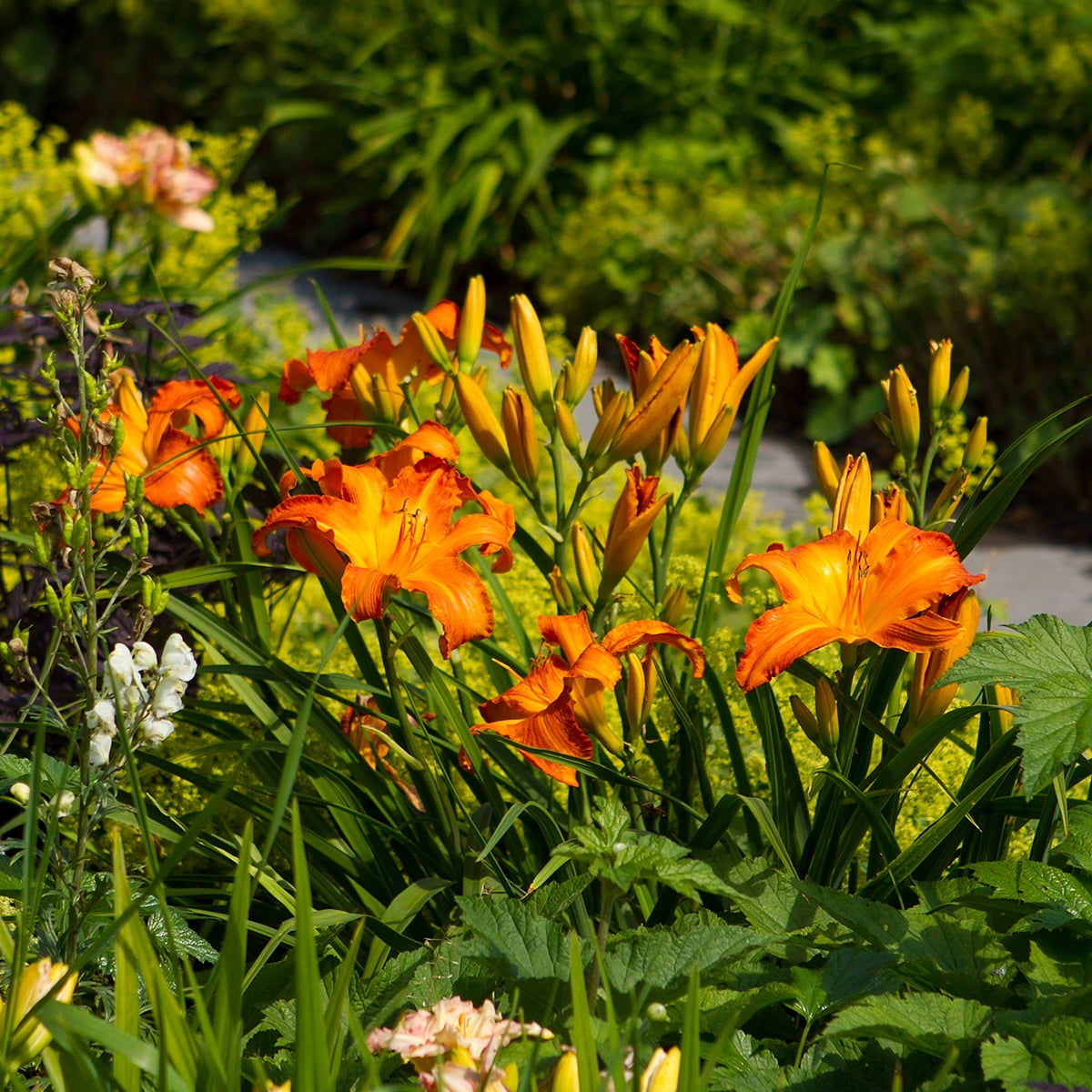 Van Zyverden Daylilies Primal Scream Set of 3 Plant Roots Gold Partial Sun Easy to Grow