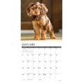 thumbnail image 3 of Willow Creek Press, Just Cocker Spaniels 2025 Wall Calendar, 3 of 4