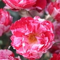 thumbnail image 2 of Heirloom Roses 12-16" White and Pink Shrub Rose Live Plants in Gallon, Easy To Grow, 2 of 2