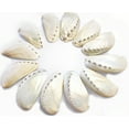 thumbnail image 3 of Florida Shells & Gifts 2-3" Off-White Pearl Abalone Craft Shells, 12 Count, 3 of 4