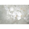 thumbnail image 3 of Murdock, Ramona 24x17 Black Modern Framed Museum Art Print Titled - White Lilac I, 3 of 5