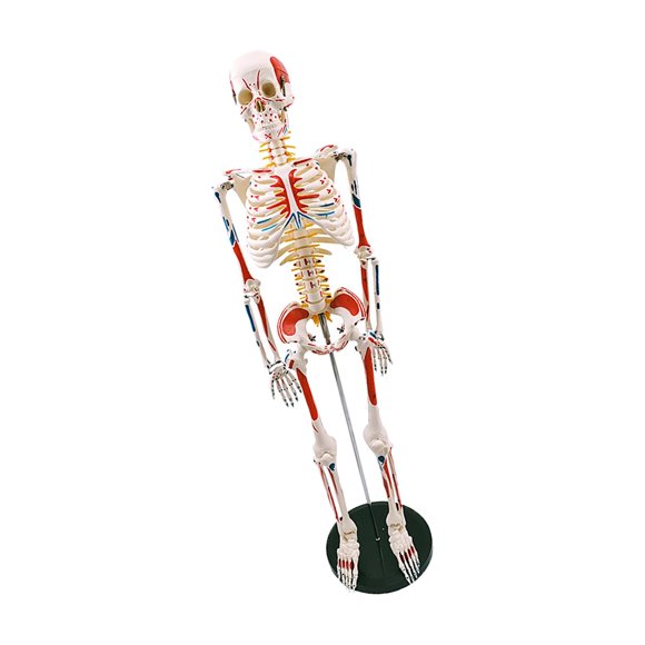 Human Skeleton Model for ,Life Size Human Skeleton Model with Numbered & Painted Muscle and Insertion Points Rolling Stand