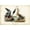 Unframed, variant on Art.com Audubon Ducks I Art Print by John James Audubon, 18" x 12"