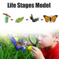thumbnail image 2 of Butterfly Life Cycle Of A Growth Stage Model Educational Growth Cycle Toy For School Kid Children, 2 of 3