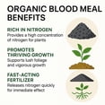 thumbnail image 2 of ⭐ 𝐁𝐄𝐒𝐓𝐒𝐄𝐋𝐋𝐄𝐑 Organic Blood Meal Fertilizer by Gardenera Labs - 12-0-0 NPK - All-Natural Plant Food Source of Nitrogen for Organic Gardening, Flowers, Vegetables, Trees & Shrubs - 4 QUARTS, 2 of 9