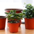 thumbnail image 4 of CAROOTU 50/100 Pcs Plastic Nursery Pot Double Color Plant Seedling Holder Raising Nutrition Block Pot, 4 of 6