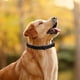 thumbnail image 5 of Collar calmante para mascotas, feromonas para aliviar el estrés y la ansiedad para perros (perro), 4 Uds., 5 of 7