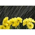 thumbnail image 1 of Posterazzi DPI1788351 Raining On Yellow Daisies Poster Print by Natural Selection Craig Tuttle, 18 x 12, 1 of 1