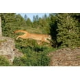 thumbnail image 2 of Jones, Adam 32x23 Gold Ornate Wood Framed with Double Matting Museum Art Print Titled - Mountain lion jumping across rocks-Puma concolor-Captive, 2 of 4