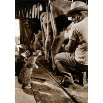 Avanti Press Cat Catching Milk America Collection Funny Birthday Card