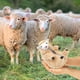 thumbnail image 3 of Cute Shaved Sheep Stuffed Animals, Kawaii Lamb Plush Toys for Valentine's Day and Birthday Gifts, 3 of 5