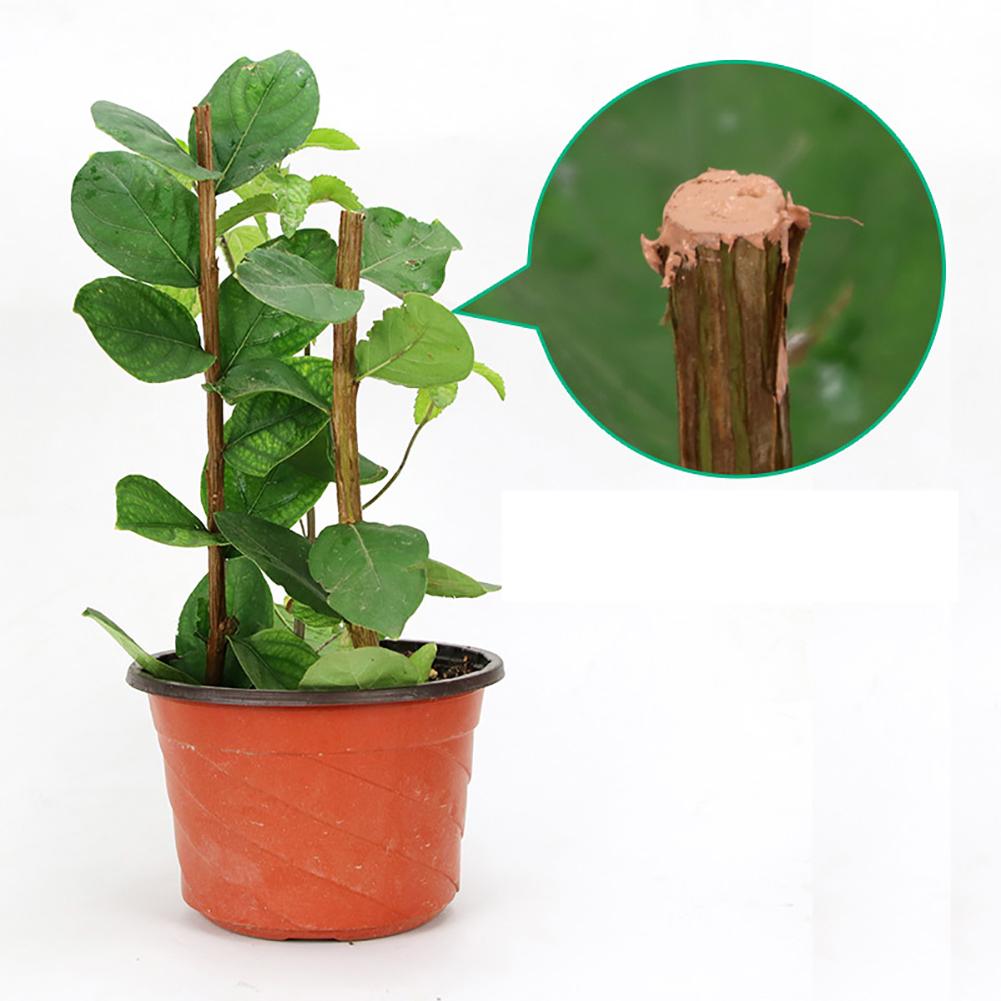 Garden Fruit Bonsai Tree Pruning Grafting Cutting Paste Wound Re