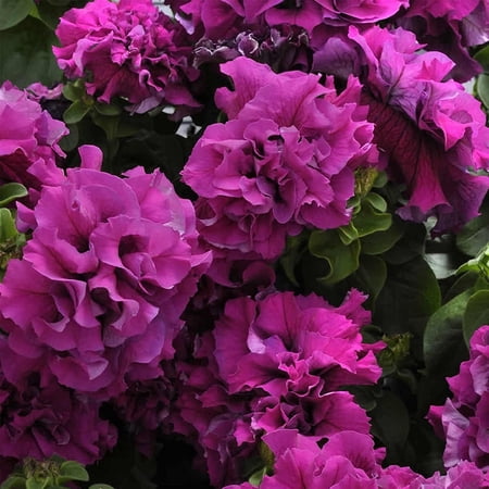 Petunia - Double Cascade Series Flower Garden Seed - 1000 Pelleted Seeds - Burgundy Blooms - Annual Flowers - Double Grandiflora Petunias