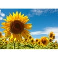 thumbnail image 2 of wall26 - Field of Sunflowers Under a July Sun - Removable Wall Mural | Self-Adhesive Large Wallpaper - 100x144 inches, 2 of 6