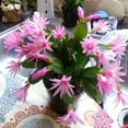 thumbnail image 2 of Pink Easter Cactus Live Plant, Easy-Care Spring Blooming Indoor Plant, 3 Inch Starter, Vibrant Pink Easter Cactus Tree for Home or Office, 2 of 5