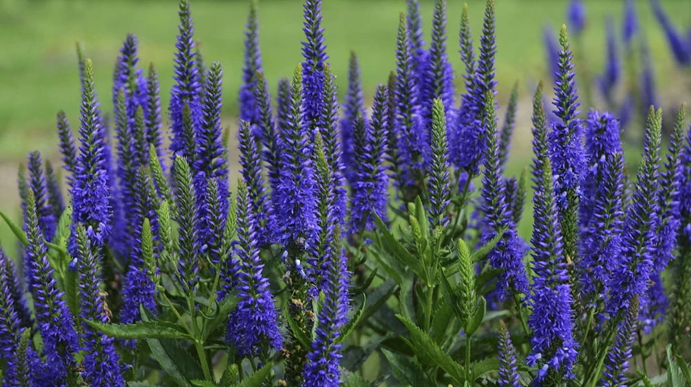 Royal Rembrandt Veronica Speedwell Perennial Gallon Pot