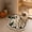 B, variant on Halloween Embroidered Pumpkin Placemat - Heat Resistant Table Mat for Dining, Fall Decor, and Holiday Gatherings 14.9x11 In,Beige