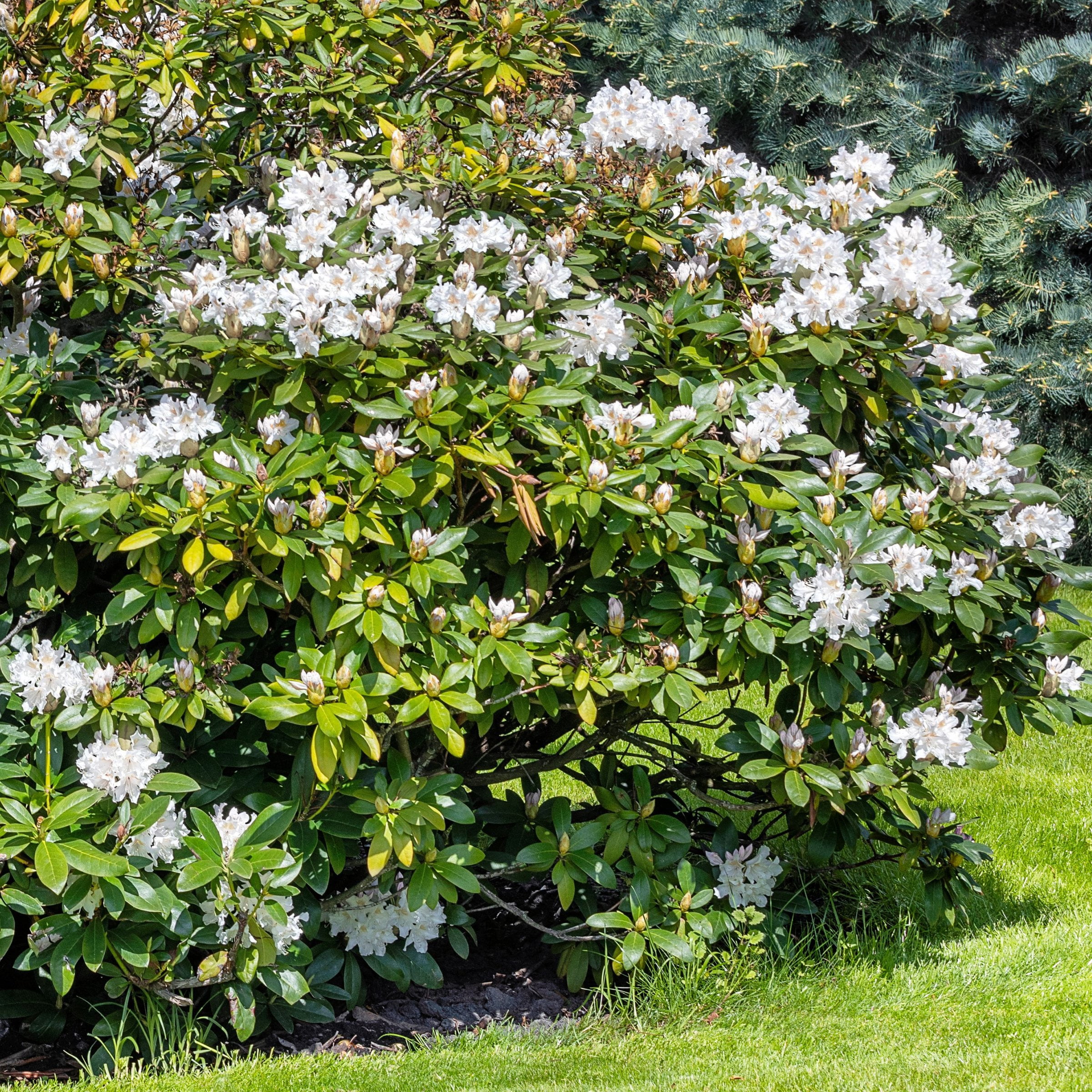 3 gal Azalea Snow Live Shrub with Partial Shade Conditions