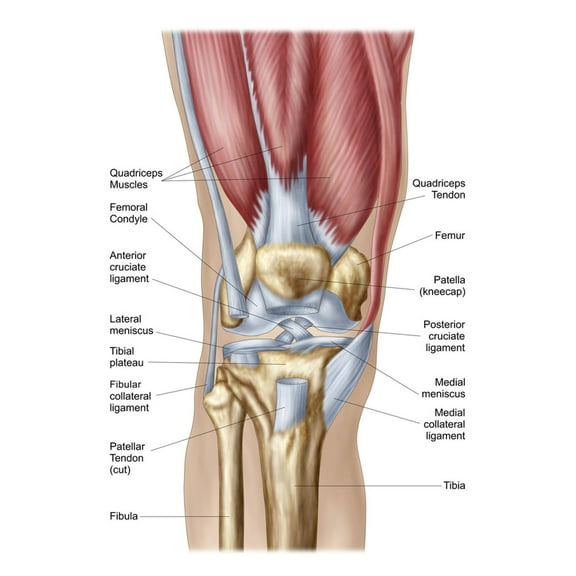 Art.com Anatomy of Human Knee Joint Art Print, 24" x 36"