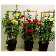 Expert Gardener 2.25g Rose Climbing