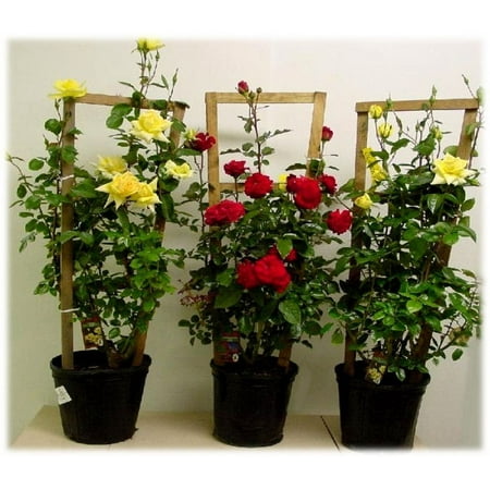Expert Gardener 2.25g Rose Climbing
