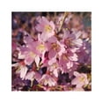 Okame Cherry Blossom Plant Japanese Cherry Blossom Tree for Planting
