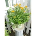 thumbnail image 3 of Butterfly Milkweed, 3 of 5