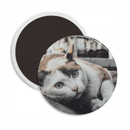 

Animal Colorful Cat Photograph Picture Round Ceracs Fridge Magnet Keepsake Decoration