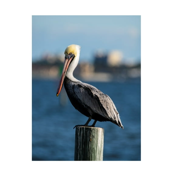 Robert Michaud 'Brown Pelican 2' Canvas Art