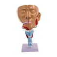thumbnail image 4 of Cavidad Nasal Garganta Anatomía Modelo Práctico Anatómico Humano Faringe Laringe, 4 of 9