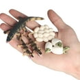 thumbnail image 4 of Educational Simulation Children‘s Best Animal Growth Cycle Model Cartoon Toys, 4 of 6