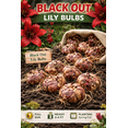 thumbnail image 2 of Spectacular Black Out Lily Bulbs for Planting - Beautiful Dark Red/Black Flowers (3 Bulbs), 2 of 5