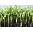 thumbnail image 3 of CZ Grain 20 Sugar Cane Plant Seeds, Fast Growing, 3 of 3