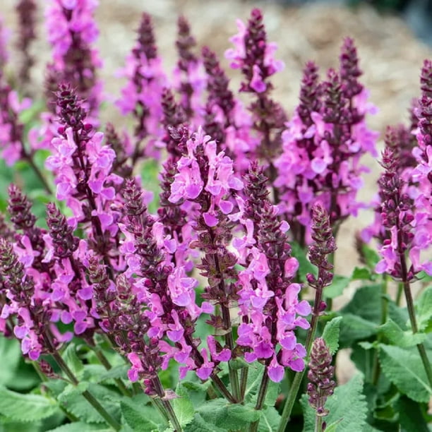 Rose Marvel Salvia Meadow Sage Live Plant Quart Pot