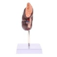 thumbnail image 1 of Modelos s De Riñón , Riñón De Tamaño Natural Con Modelo De Glándula Suprarrenal, 2 Partes Extraíbles Hugo Estatua humana del riñón, 1 of 9