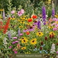 thumbnail image 5 of 5000 Seeds Full Season Pollinator Garden Wildflower Mix Non-GMO Mother Nature's Seeds, 5 of 5