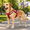 Red, variant on Dog Pulling Harness, Adjustable Reflective Heavy Duty Nylon Training Gear For Medium Large Dogs, Mushing Bikejoring Sled Equipment