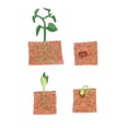 thumbnail image 2 of Ciclo de vida de las plantas de frijol, juguete del ciclo de crecimiento de las plantas, juguete del ciclo de vida de las semillas, modelo de la etapa de, 2 of 14