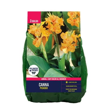 Van Zyverden Canna Picasso (Set of 3 Dormant Bulbs) Full Sun, Multi-Color, Annual